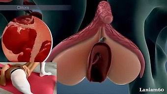 Female Orgasm Inside Anatomy Biology